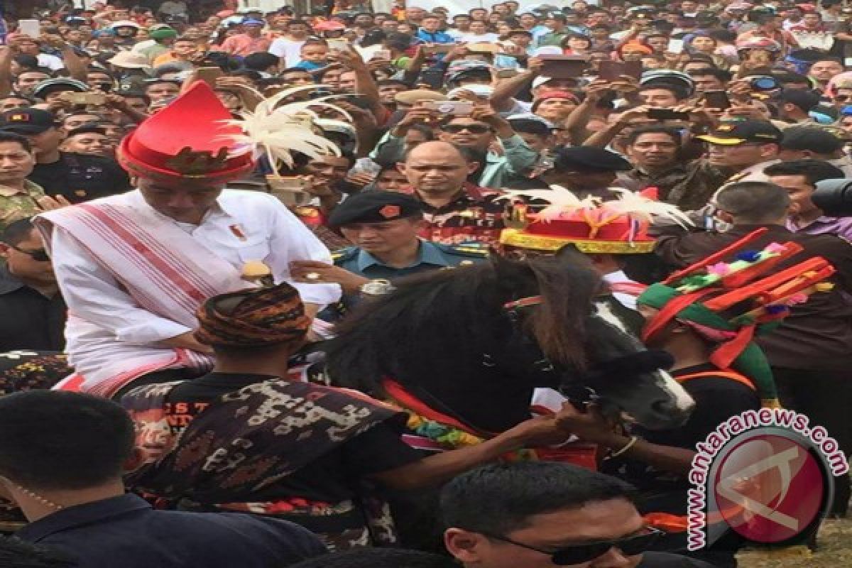 Jokowi Dapat Hadiah Dua Ekor Kuda Sandelwood