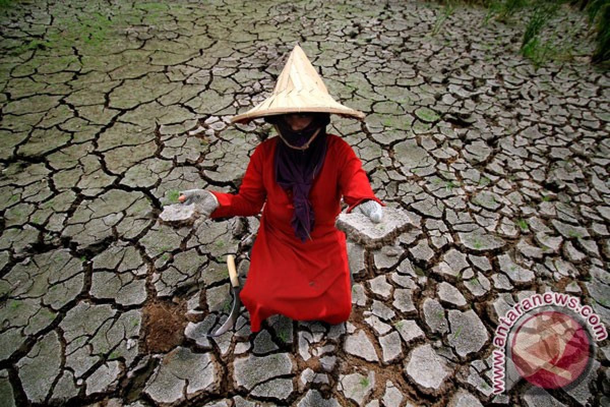 Sembilan kabupaten di NTT darurat kekeringan