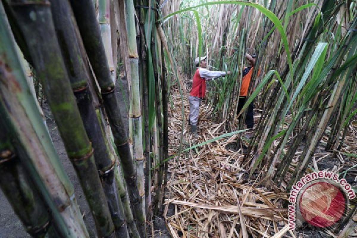 Petani laporkan peredaran gula rafinasi ke Bareskrim