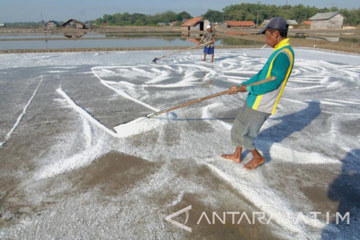 Produksi Sementara Garam Rakyat Sumenep 850 Ton