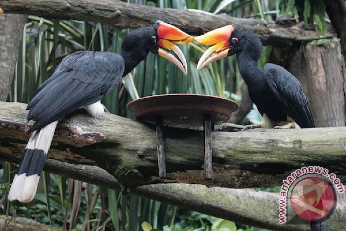 BPPH Sulawesi gagalkan pengiriman empat burung rangkong