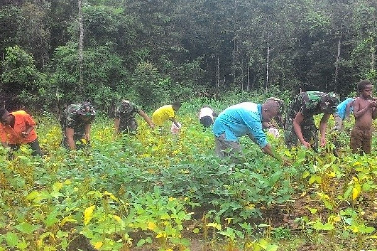 Satgas Yonif 405/Surya Kusuma bantu masyarakat panen kedelai