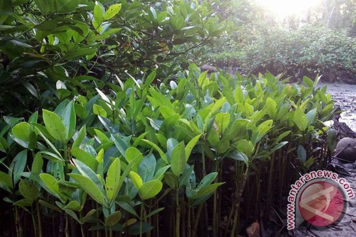 TNI AL Tanam Mangrove Di Pantai Kritis