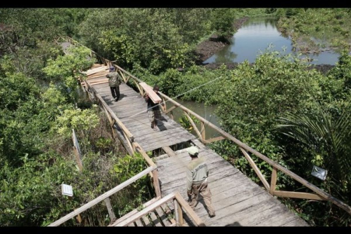 Pertamina Tanam Ribuan Bibit Mangrove di Indramayu