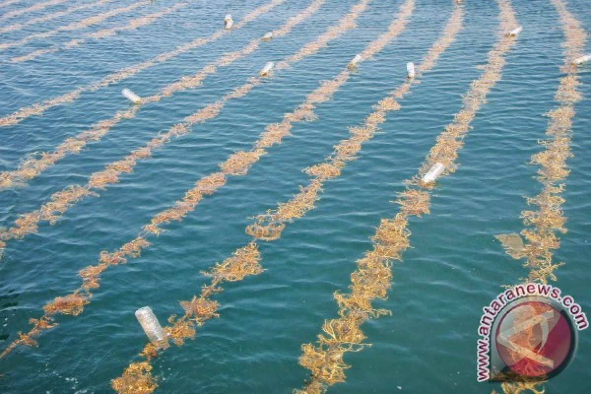 DKP NTT-Sampoerna Kembangkan Rumput Laut 