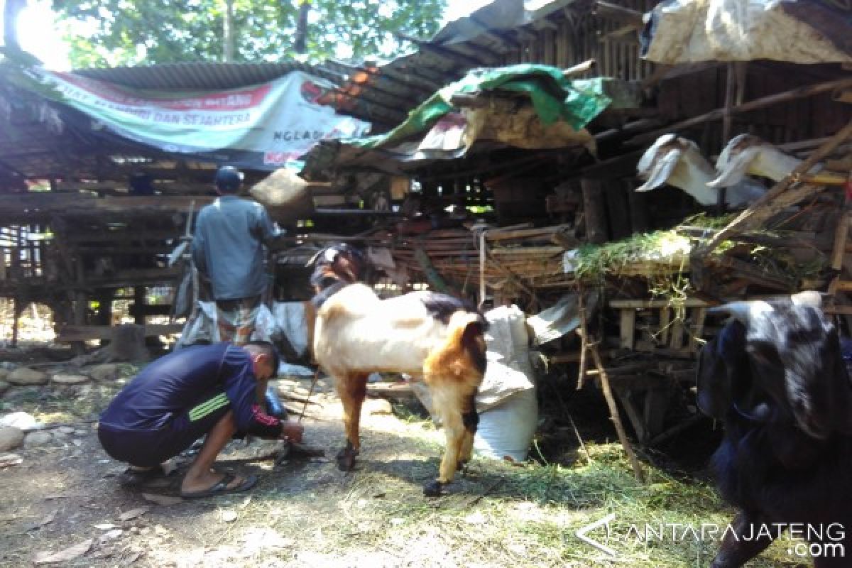 Jelang Idul Adha, Harga Hewan Kurban di Batang-Pekalongan Mulai Naik