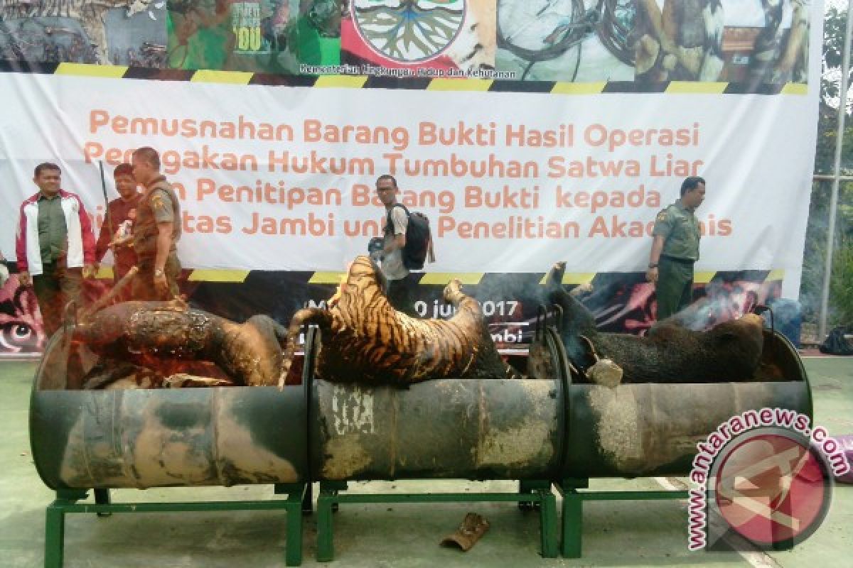 BKSDA Jambi musnahkan kulit harimau Sumatera