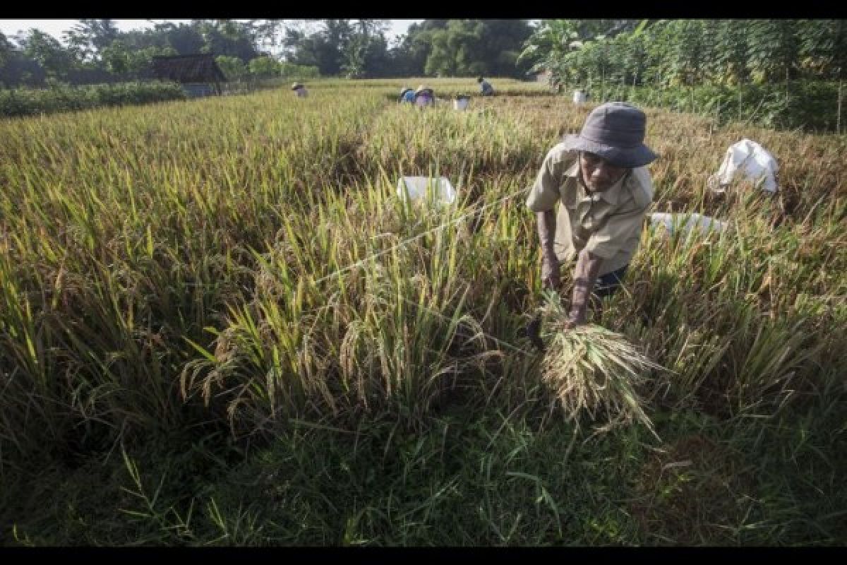 Sejumlah Petani di Sambas Terancam Gagal Panen 