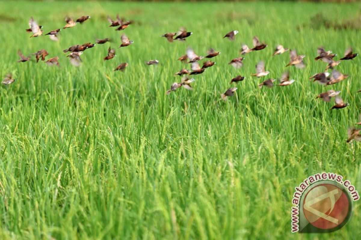 Kementan pastikan serangan wereng tidak ganggu produksi padi