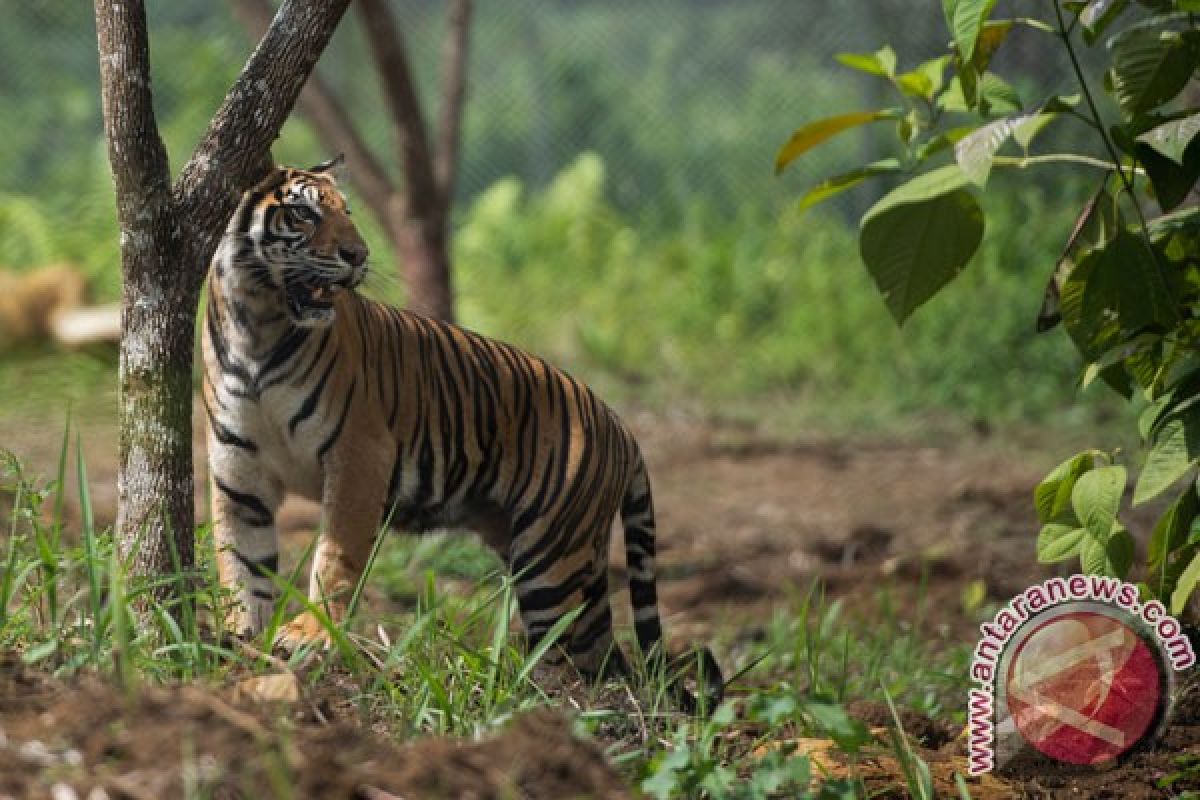 Tim gabungan masih lacak harimau sumatera penerkam warga Riau