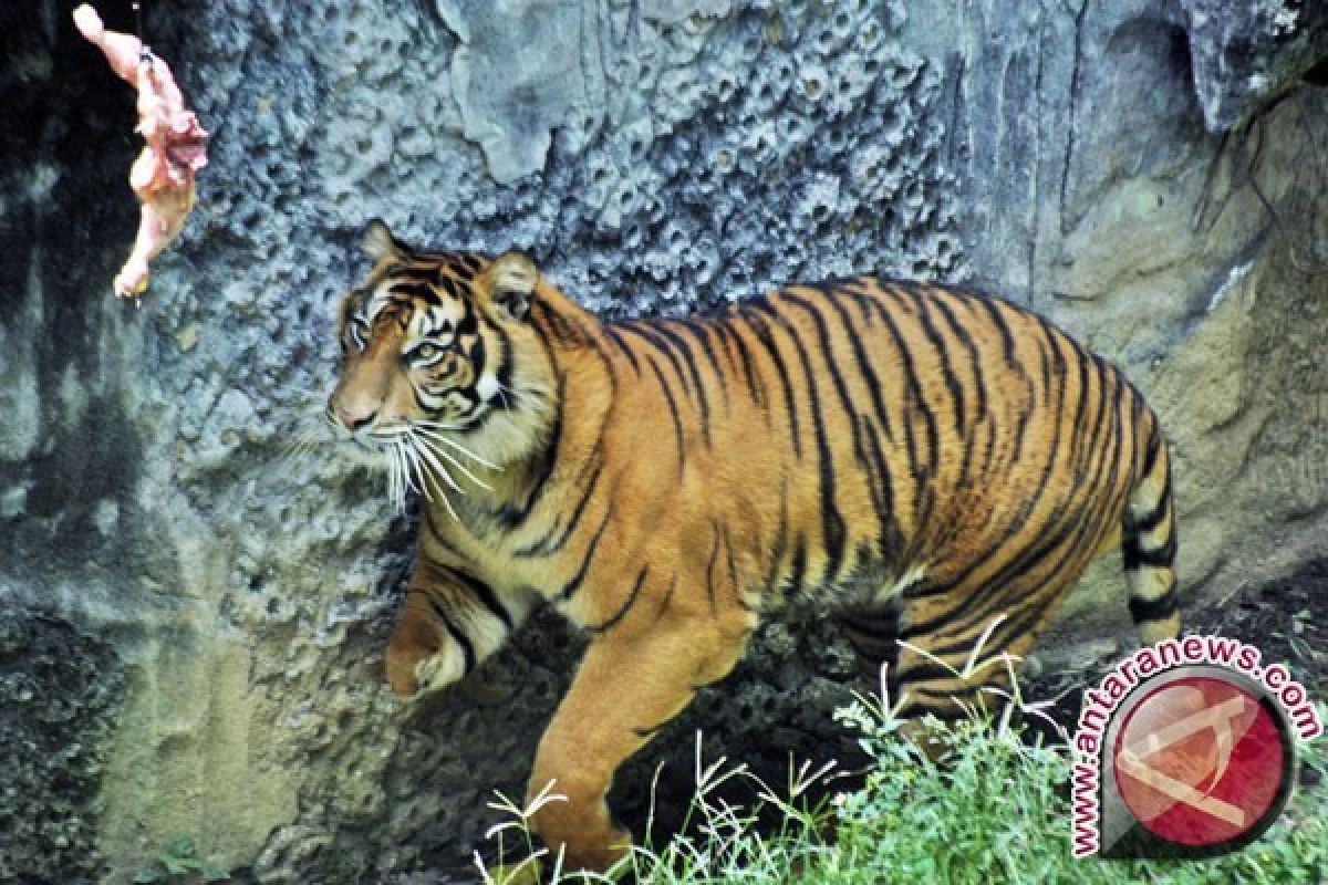 Belasan Jerat Harimau Sumatera Dipamerkan di Bengkulu