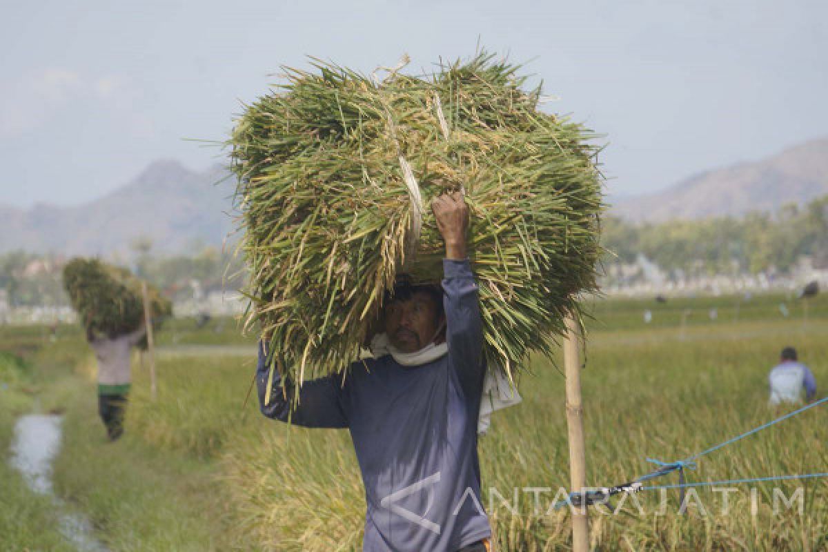 Penyaluran Kartu Tani Tertunda, Data Petani Tulungagung Belum Tervalidasi