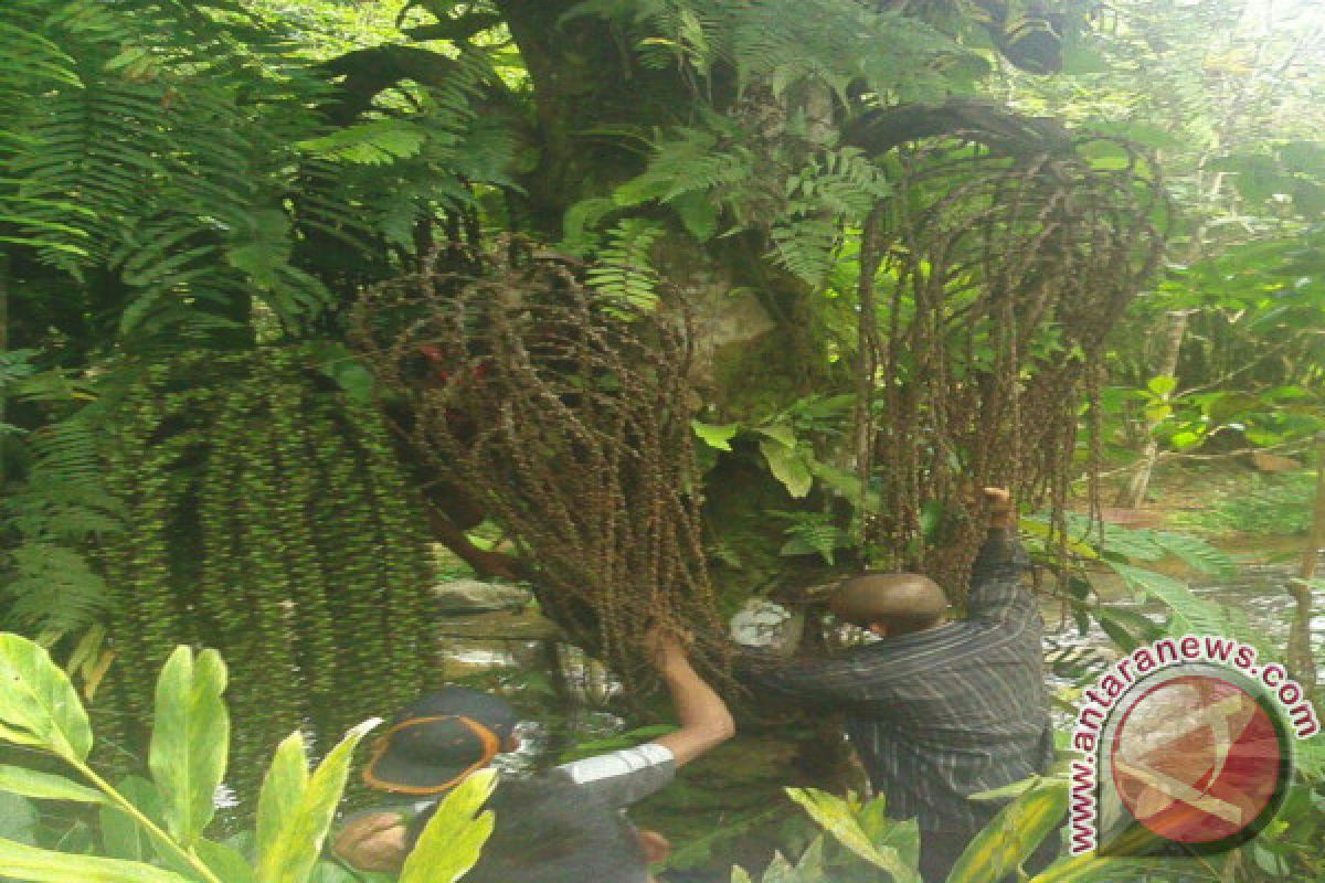 Bisa Diekspor, Petani Solok Selatan Diajak Memproduksi Gula Semut