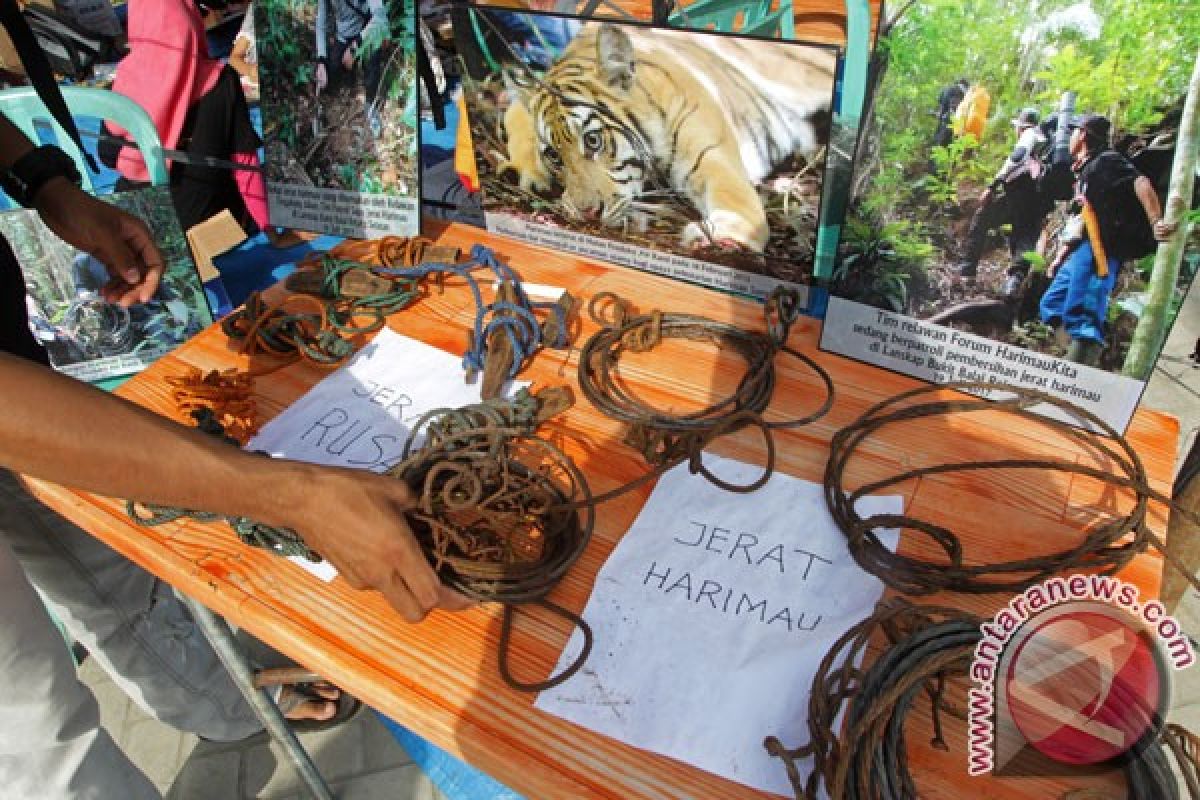 "Tigerheart" patroli jerat harimau di Bengkulu