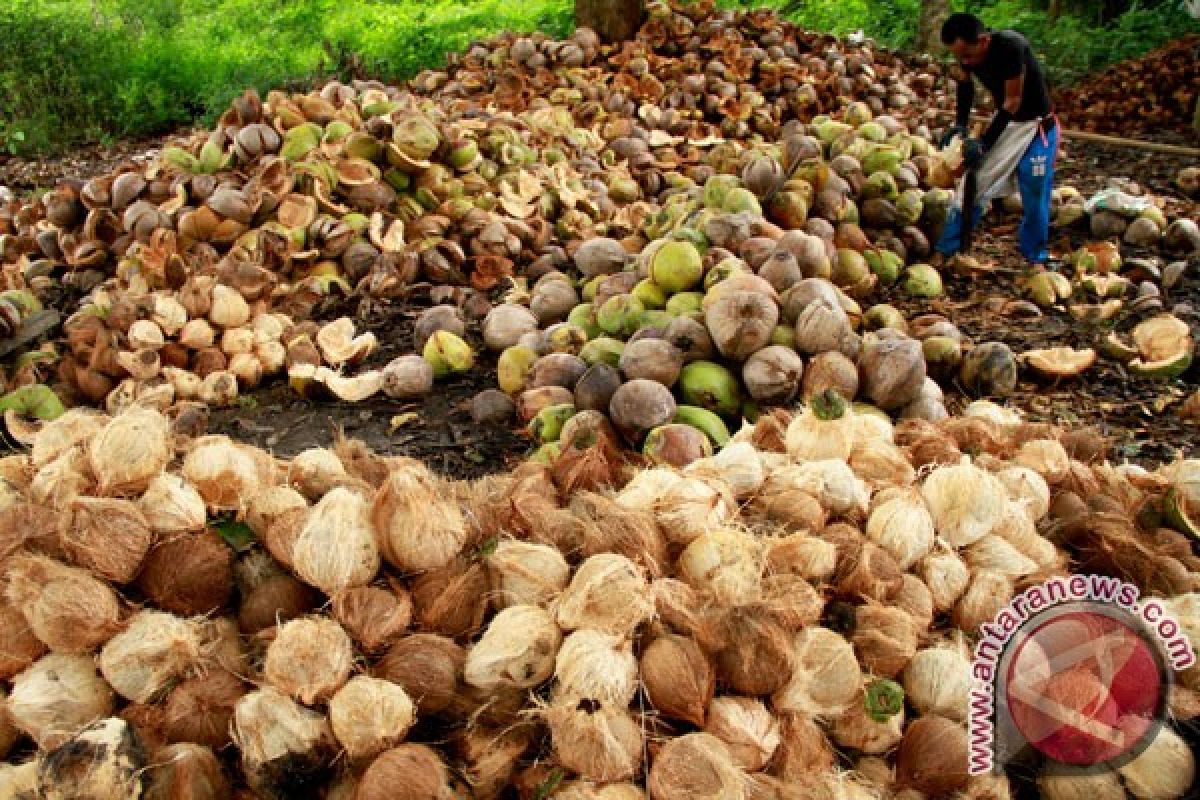 Indonesia earns US $899.47 million from coconut exports