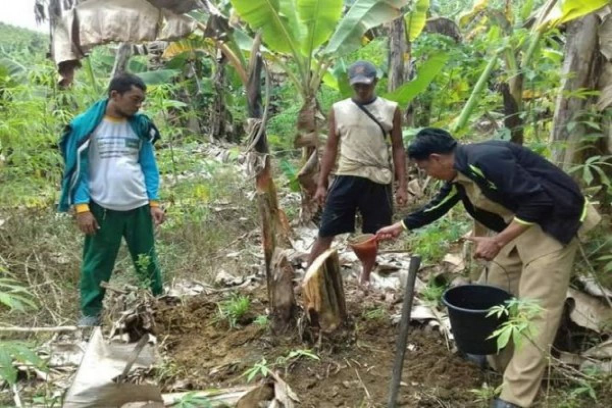 Waduh! 11 Hektare Tanaman Pisang Masyarakat Barut Layu Terserang Jamur