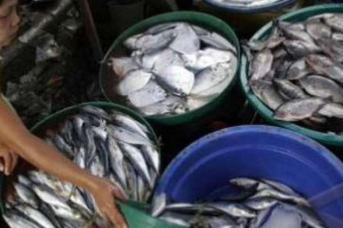Begini Cara Mengolah Ikan Yang Baik Menurut Dosen Poltekkes Riau