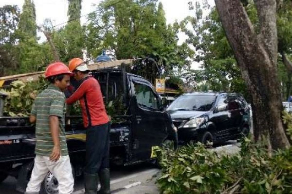 Petugas pemangkas pohon Pekanbaru tetap bekerja ditengah wabah COVID-19