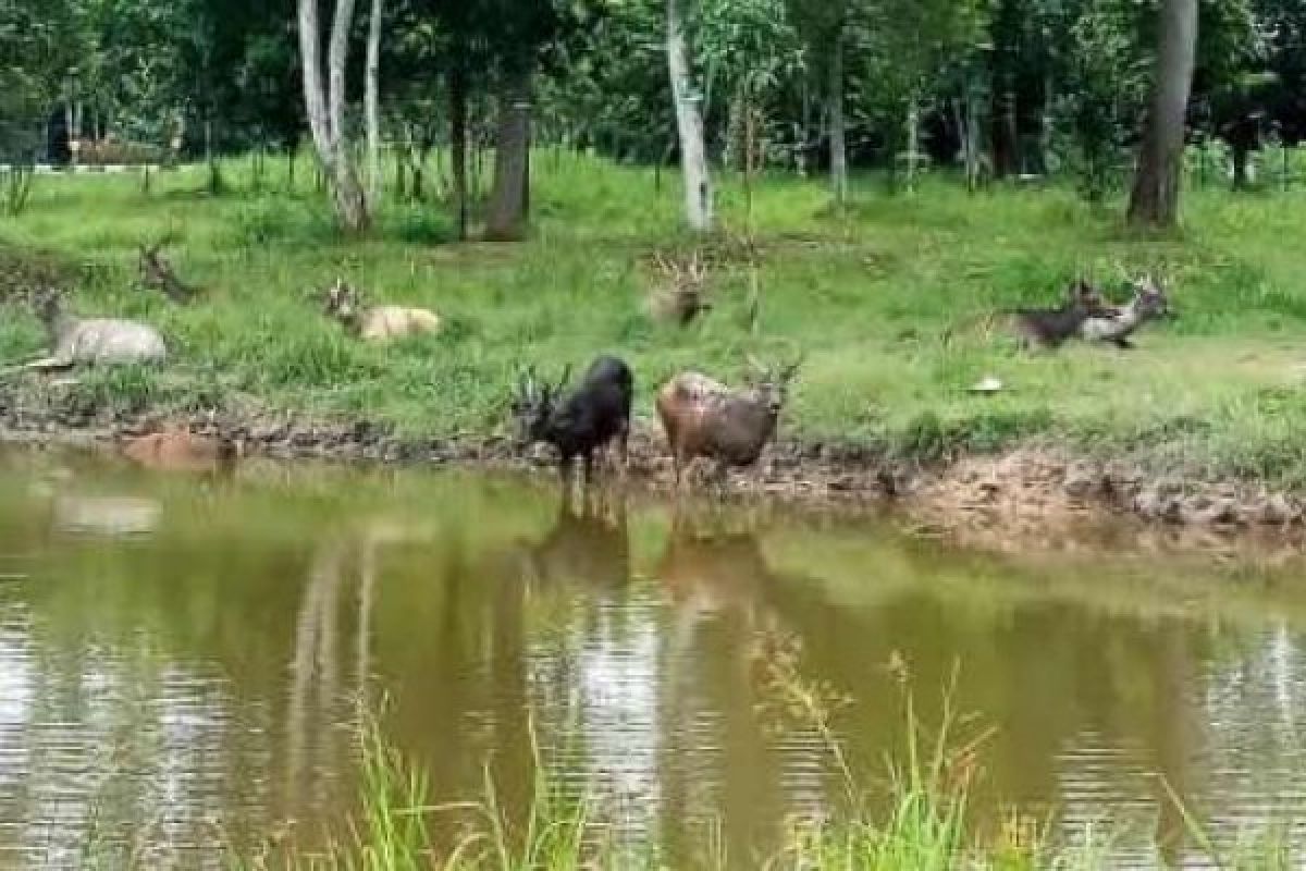 Penangkaran Rusa Di Siak Kini Jadi Objek Wisata Baru