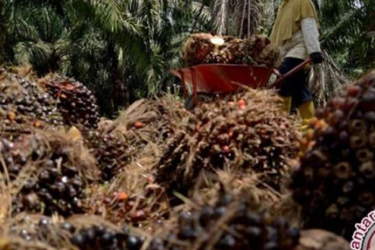 Perancis Dituding Sebagai Penyebab Turunnya Harga CPO Riau, Ini Penjelasannya