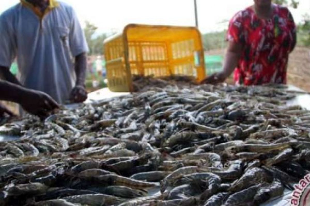 Tingkatkan Produksi Udang, Mahasiswa Unair Ciptakan Kincir Air Tenaga Magnet