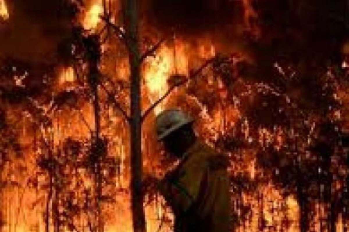 Helikopter Yang Perangi Kebakaran Hutan Jatuh di Portugal