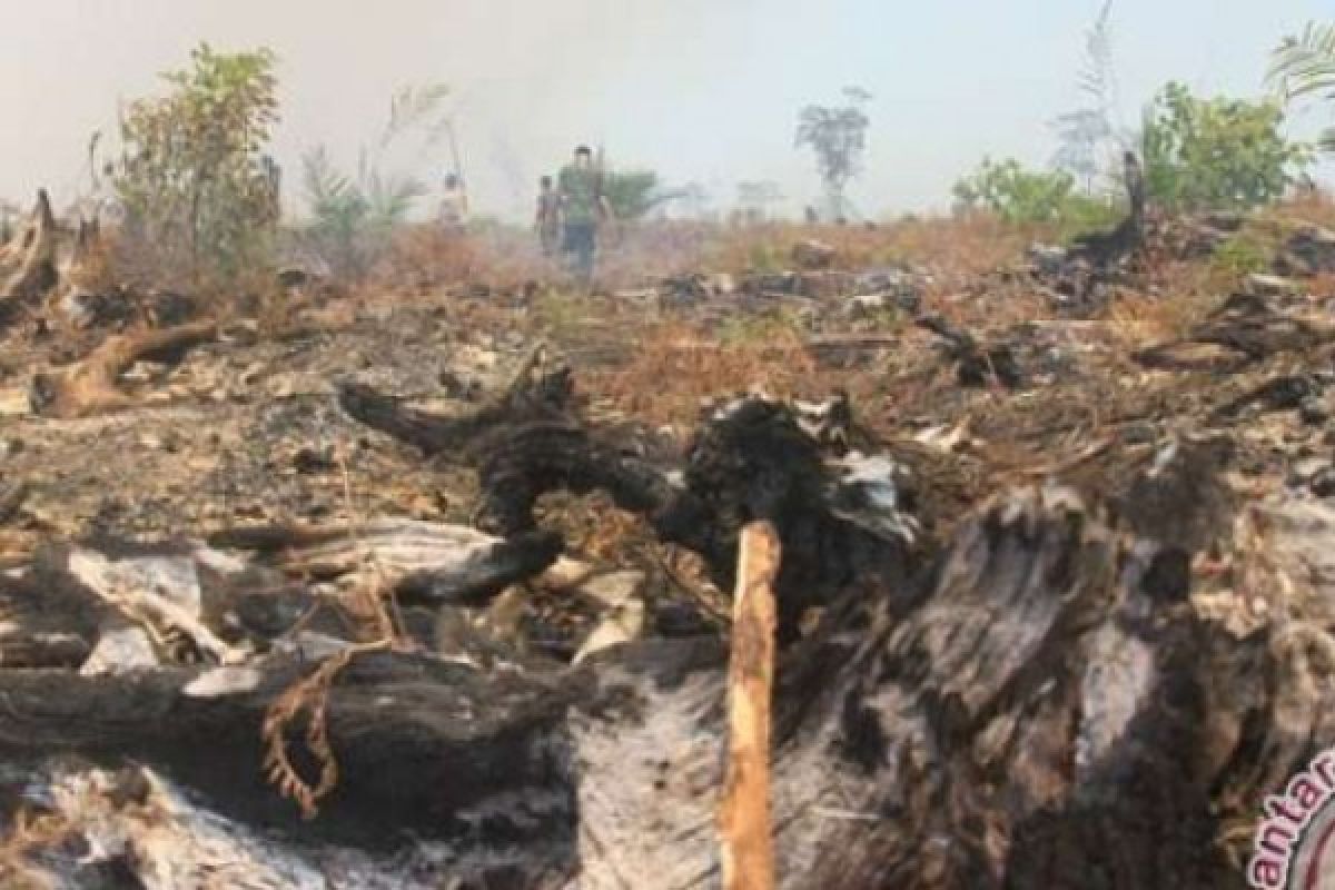  Menanti Tegaknya Hukum di Gambut Terbakar