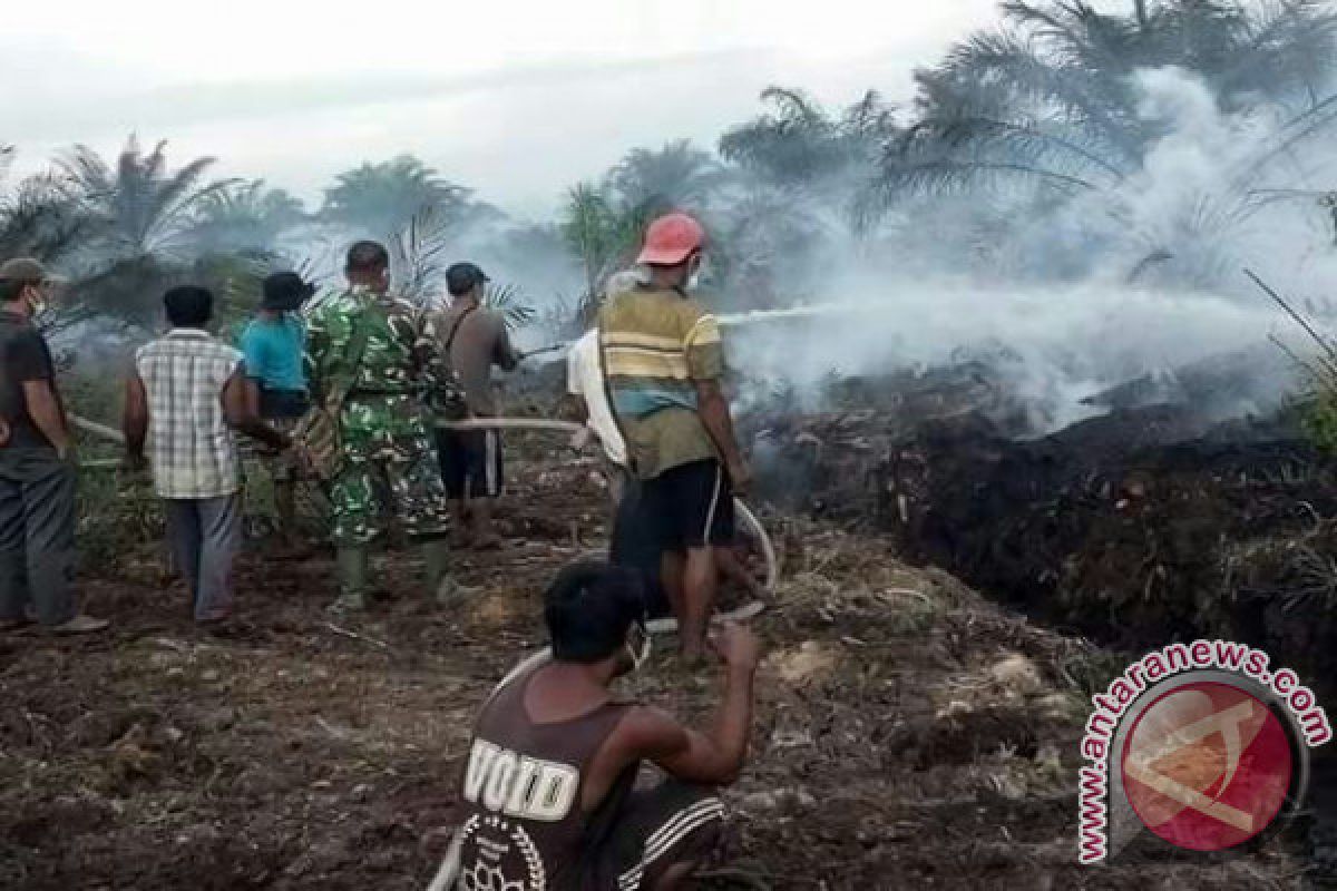 20 Haktare Lahan Sawit di Pasaman Barat Terbakar