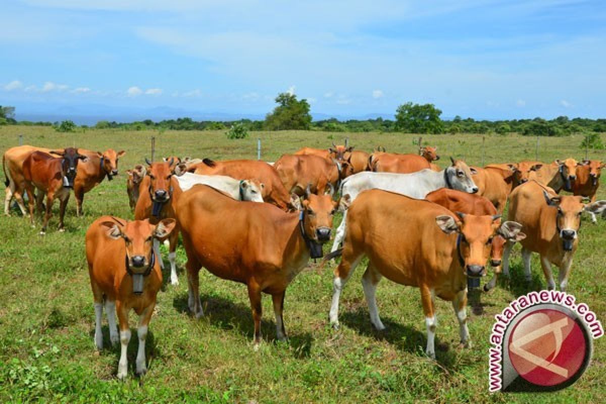 Konawe Selatan Bertekad Jadi Lumbung Bibit Sapi