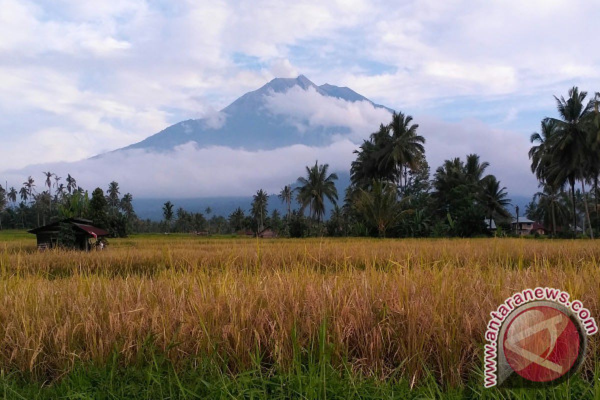 Semburan Asap Gunung Kerinci Bukan Karena Gempa