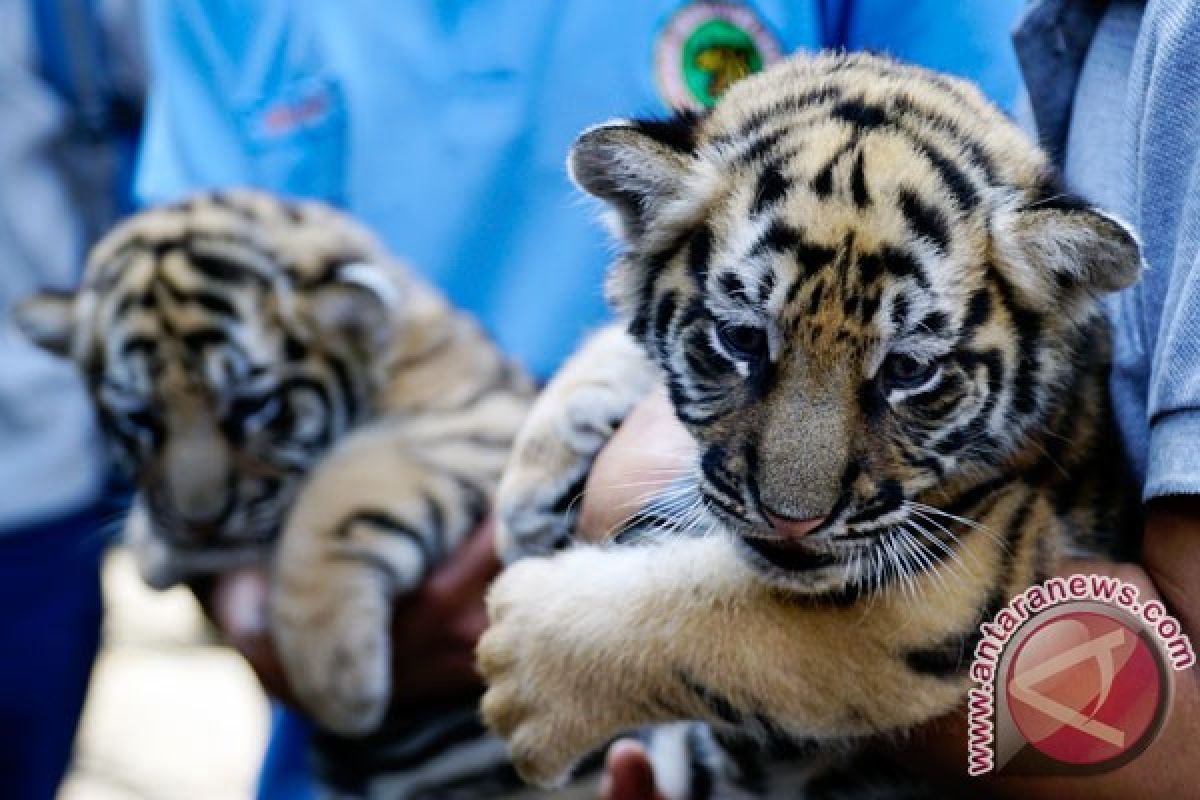 Sepasang Harimau Sumatera lahir di TMSBK Bukittinggi