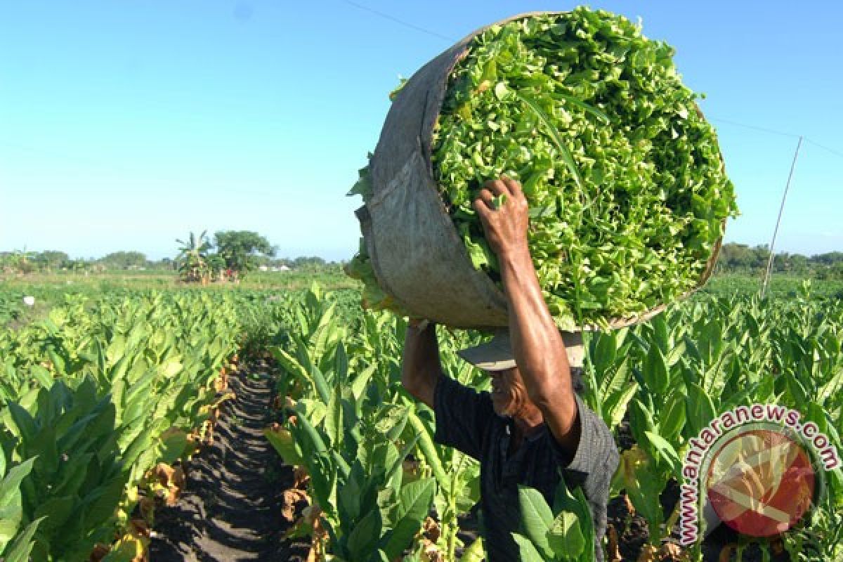 Harga tembakau di Temanggung tembus Rp75.000/kilogram