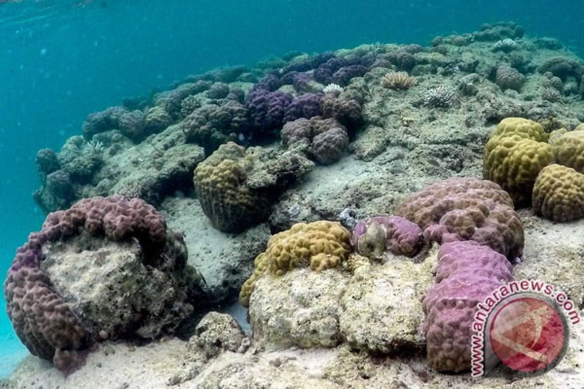 Ratusan koral dilepas di perairan kupang