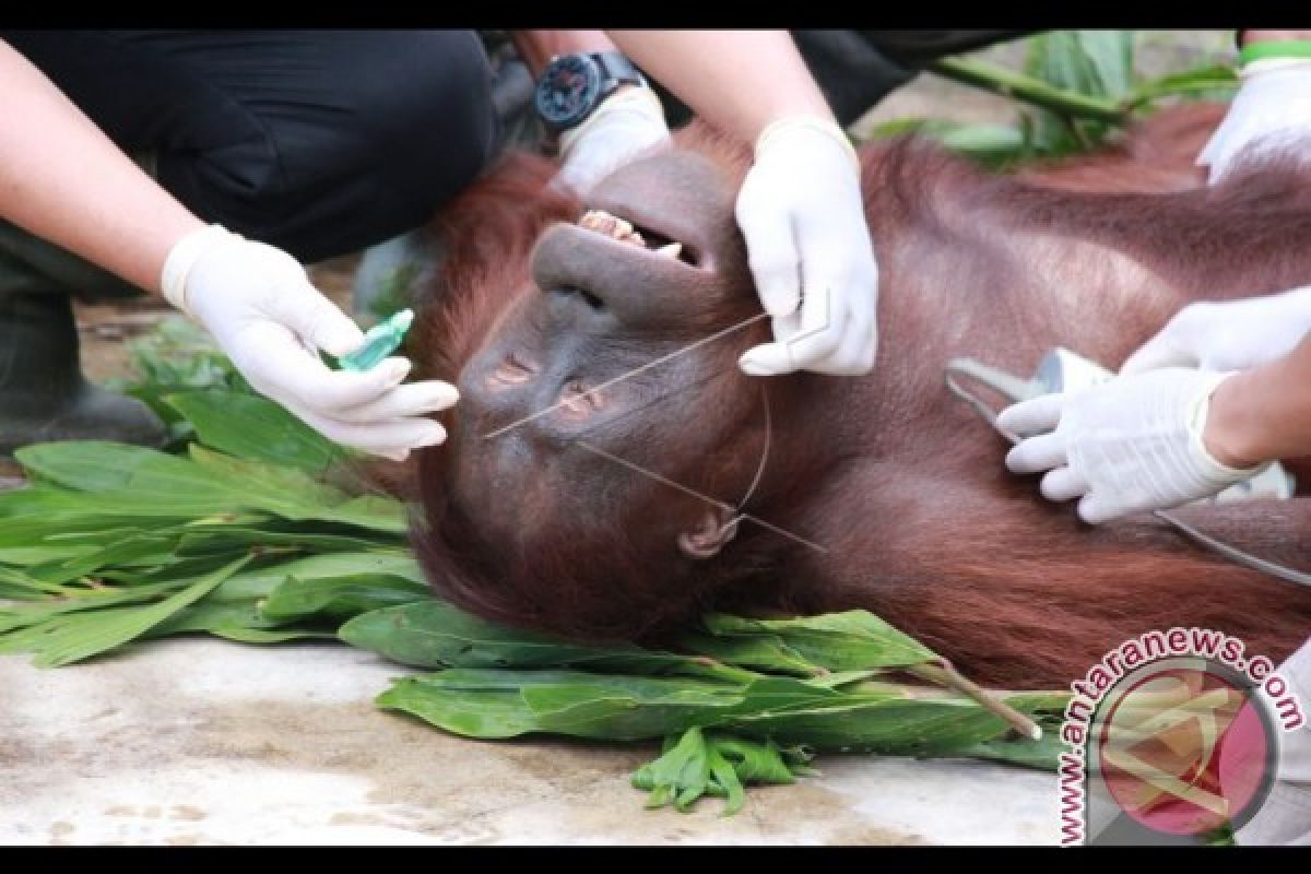 12 Orangutan Dilepasliarkan ke TN Bukit Baka Bukit Raya