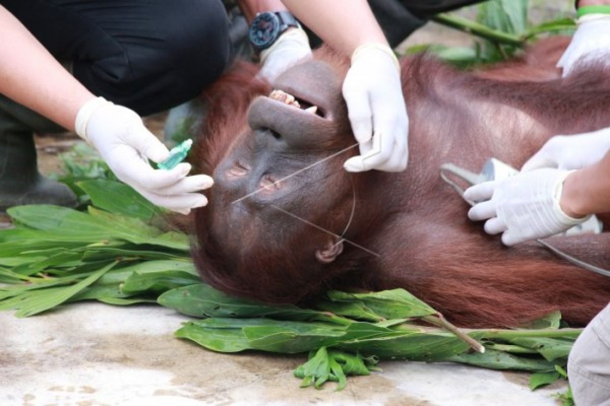 Pelastarian orangutan bagian dari upaya bersama