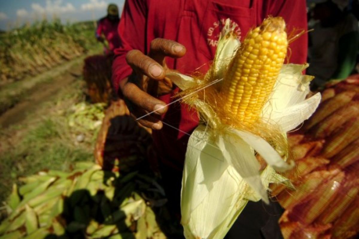 Petani Bengkayang panen bibit jagung hasil penangkaran