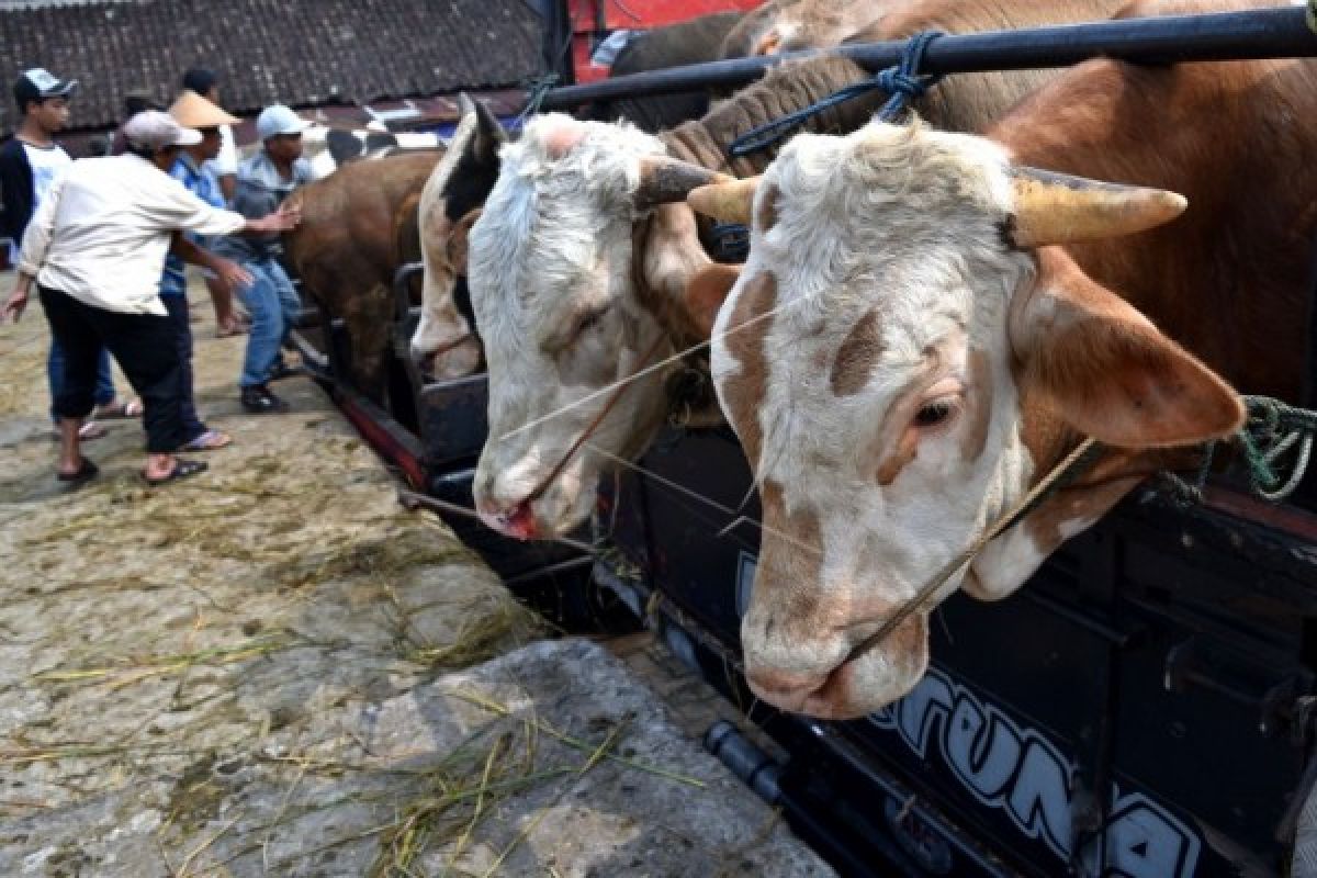 Bantul datangkan sapi dari luar DIY