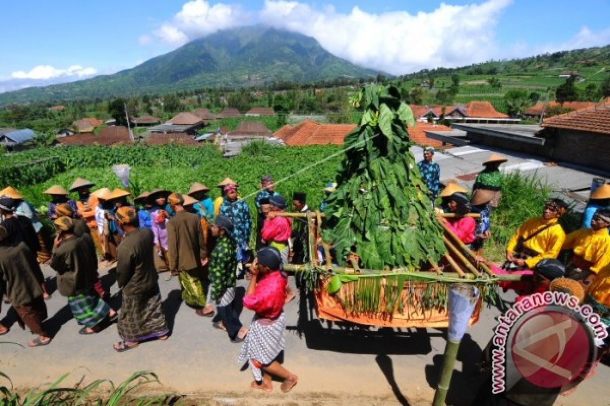 Buleleng kembangkan varietas tembakau