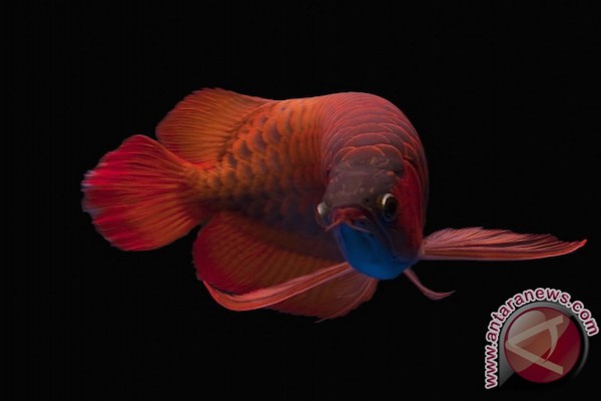Ikan Arwana Kapuas Hulu terjual senilai Rp875 juta di China