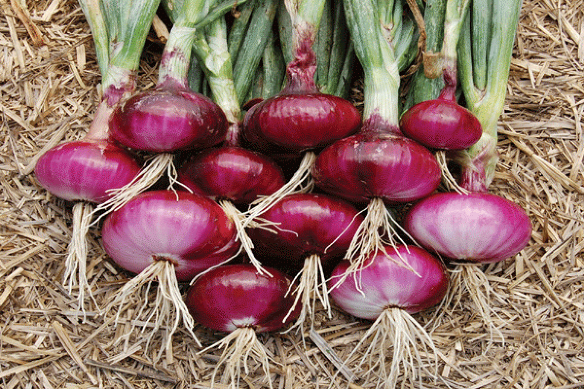 Peneliti IPB Dan Dewan Bawang Nasional Tingkatkan Produksi Bawang Merah Nasional