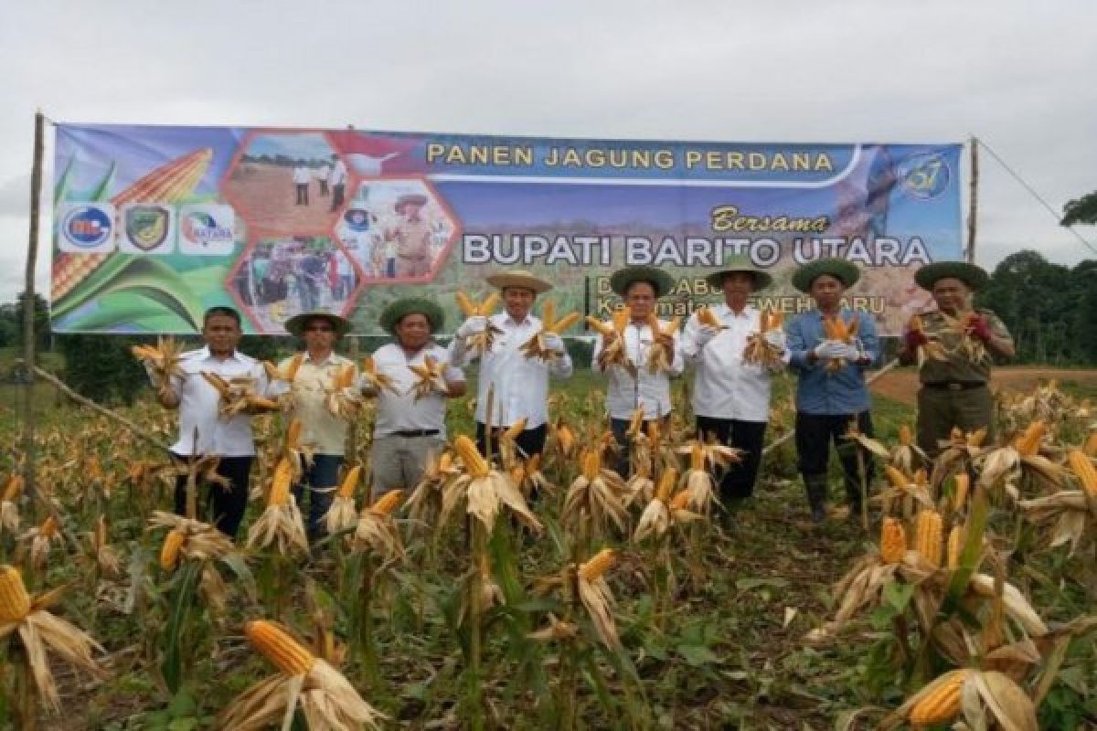 Bupati Barut Panen Jagung Lahan Tanpa Bakar