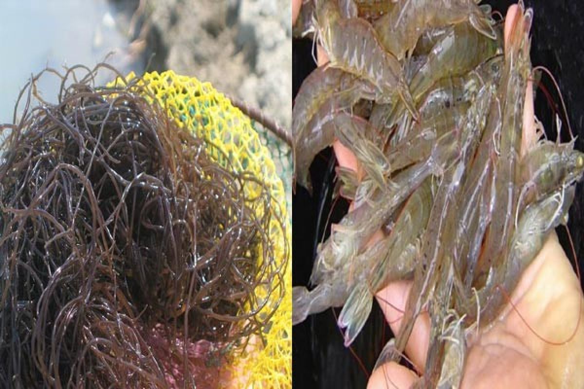 IPB Teliti Ekstrak Rumput Laut Untuk Kekebalan Udang Vaname