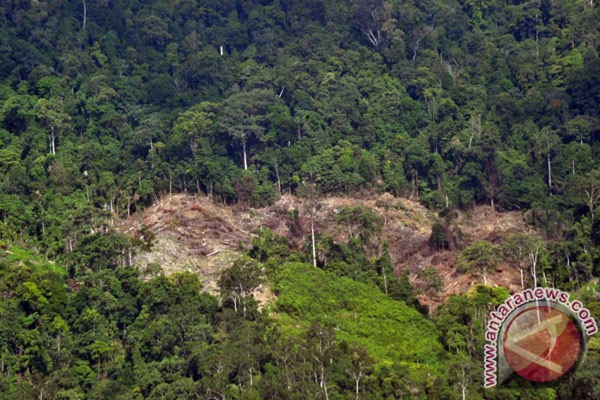 Indohun: dibutuhkan riset kesehatan dampak deforestasi