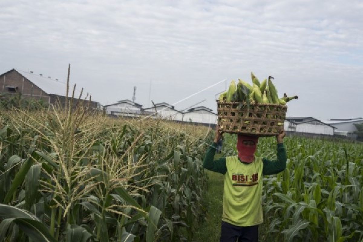 Kalbar Siapkan 32 Ribu Hektare Lahan Jagung