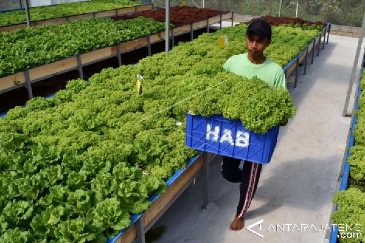 Generasi muda Jateng didorong lakukan "urban farming"