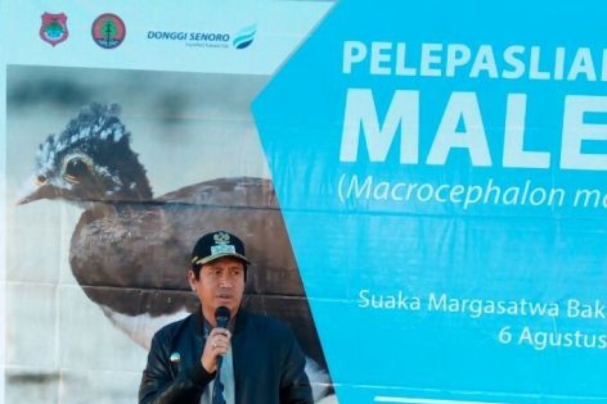 17 Ekor Maleo Dilepasliarkan Ke SM Bangkiriang 