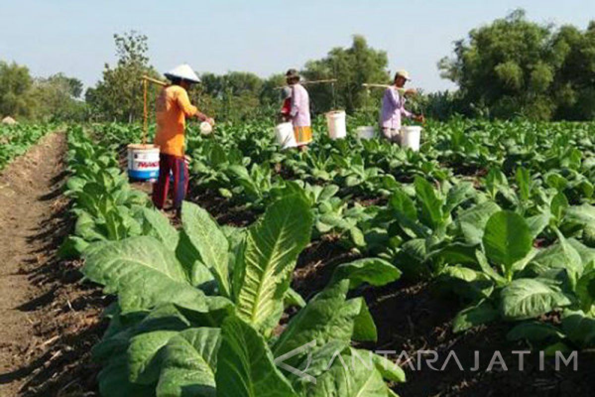 Petani Tembakau Madura Rugi Akibat Hujan