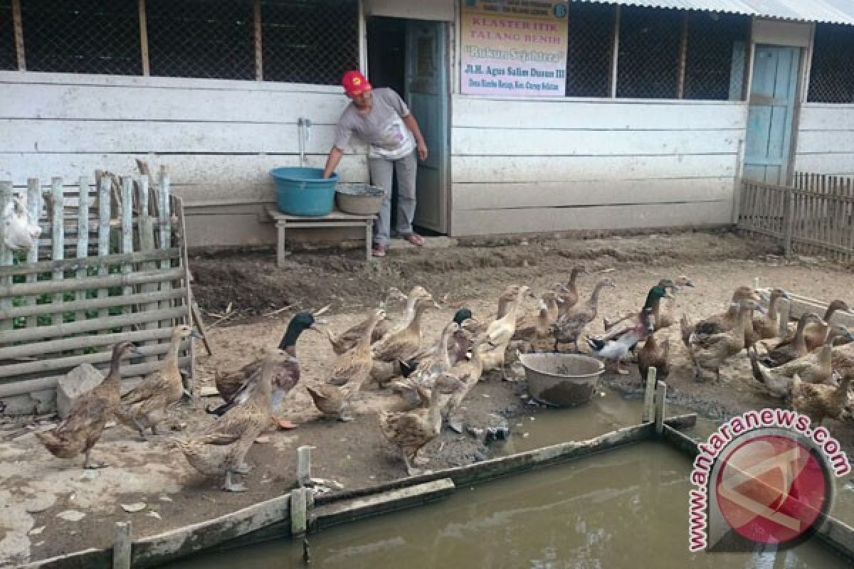 Warga Rejang Lebong Tangkarkan Itik Varietas Lokal