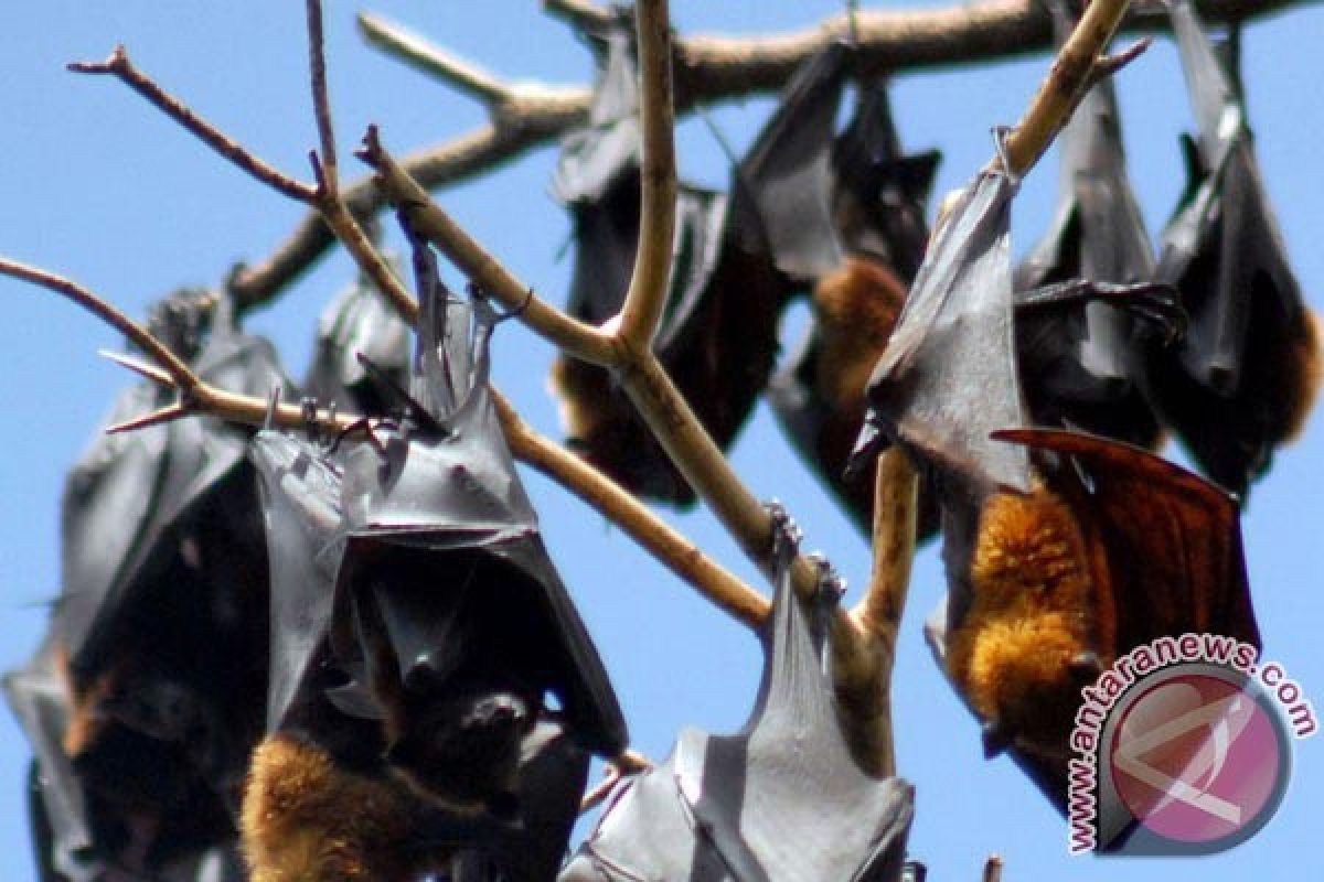 Guru Besar IPB: Kelelawar Buah Di Indonesia Berpotensi Zoonosis