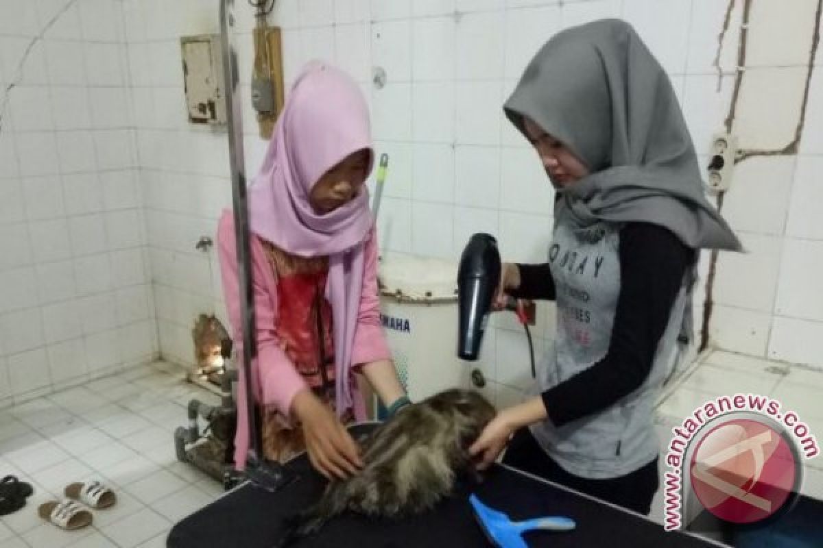 Universitas Jambi buka klinik hewan peliharaan untuk umum